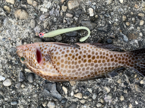 オオモンハタの釣果