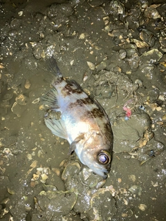 シロメバルの釣果