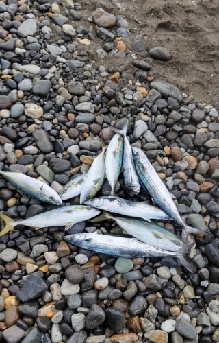 イナダの釣果