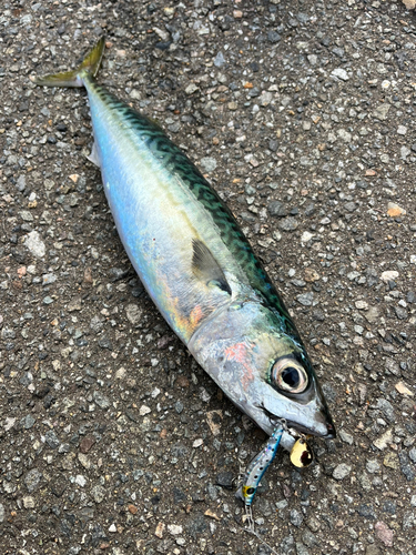 サバの釣果