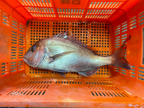 タイの釣果