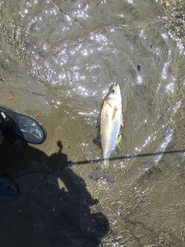 セイゴ（マルスズキ）の釣果