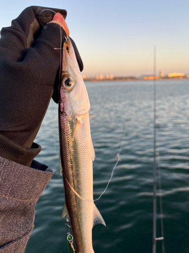 カマスの釣果