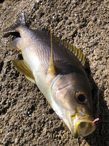 イサキの釣果