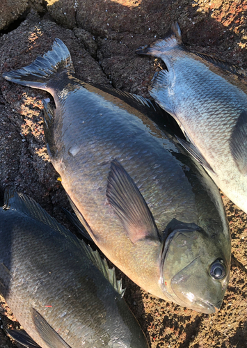 メジナの釣果