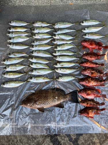 アジの釣果