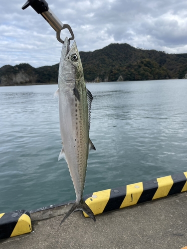 サゴシの釣果