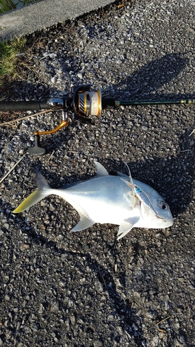 ロウニンアジの釣果