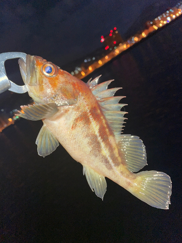 シマソイの釣果