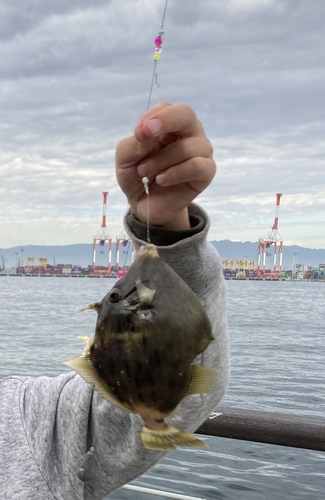 カワハギの釣果