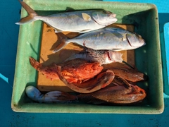 ショゴの釣果