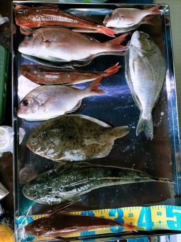 タイの釣果