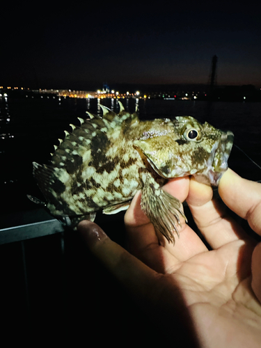 カサゴの釣果