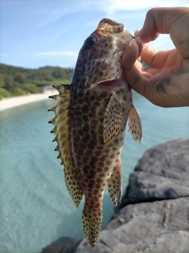 イシミーバイの釣果