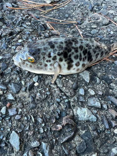 トラフグの釣果