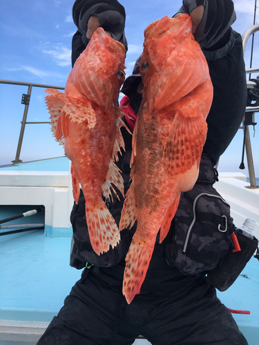 オニカサゴの釣果