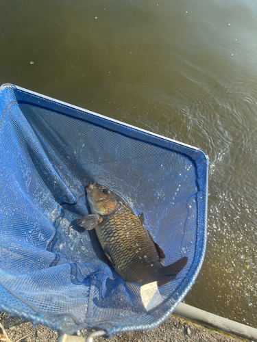 コイの釣果