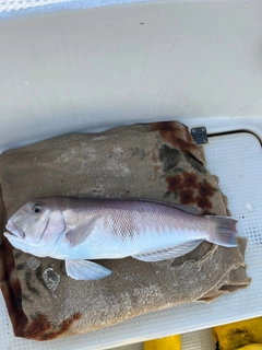 シロアマダイの釣果