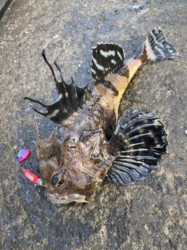 オニカジカの釣果