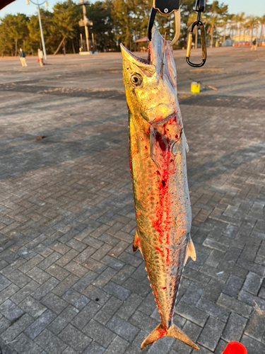 サワラの釣果