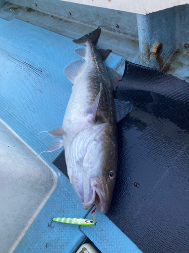 マダラの釣果