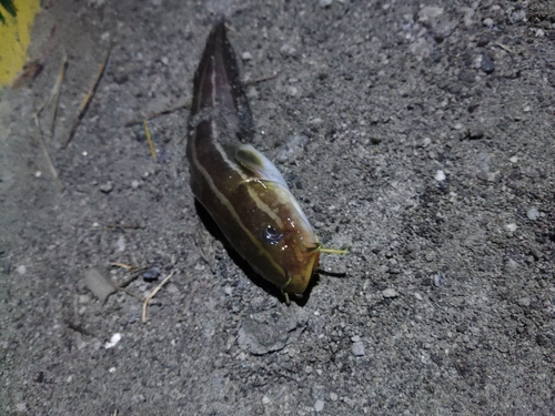 ウツボの釣果