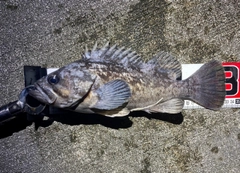 クロソイの釣果