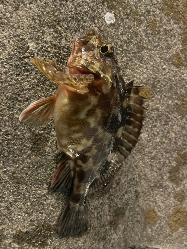 カサゴの釣果