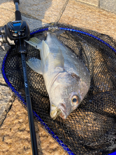 キビレの釣果