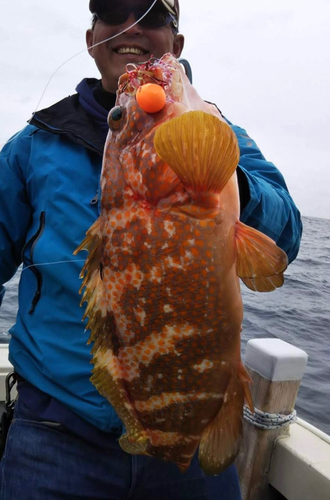 アコウの釣果