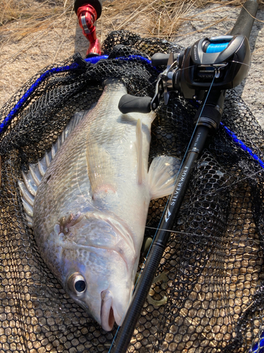 キビレの釣果