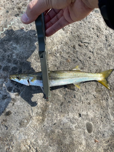 カマスの釣果