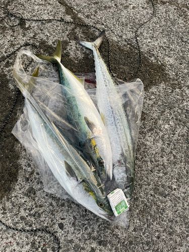メジロの釣果