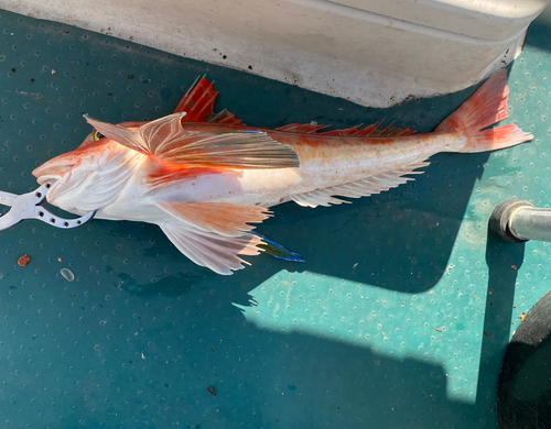 ホウボウの釣果