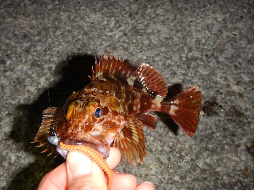 カサゴの釣果