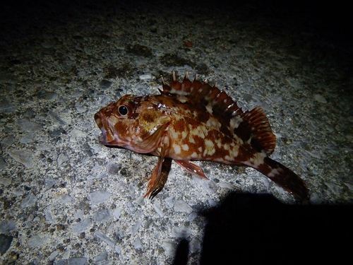 カサゴの釣果