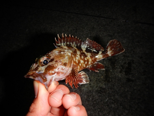 カサゴの釣果