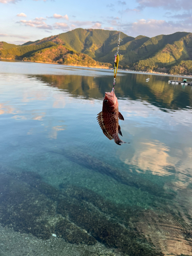 オオモンハタの釣果