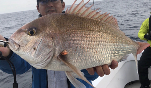 マダイの釣果