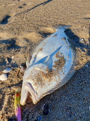 ヒラメの釣果