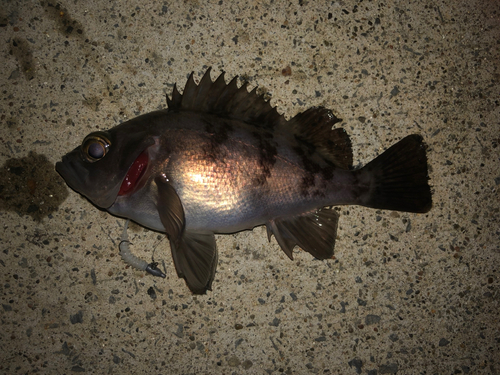 メバルの釣果