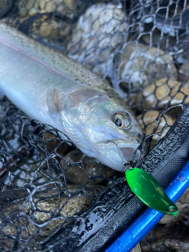 ニジマスの釣果