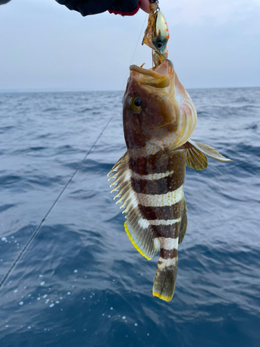 アオハタの釣果