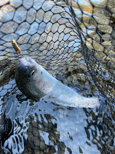 ニジマスの釣果