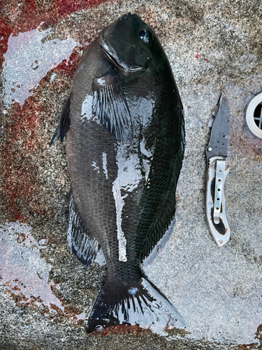 メジナの釣果