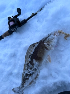 ホッケの釣果