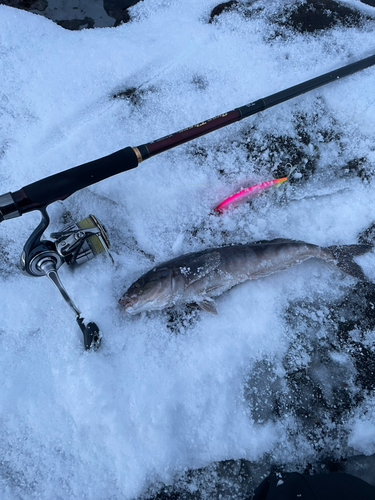 ホッケの釣果