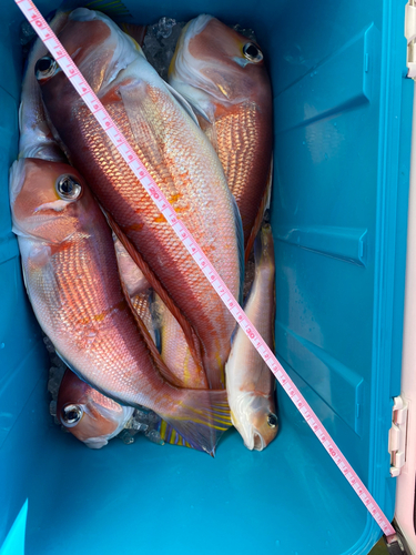 アマダイの釣果