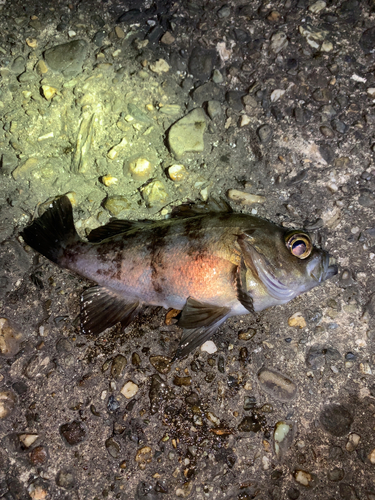 メバルの釣果