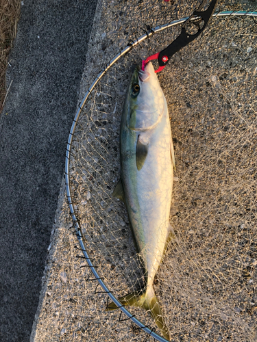 ハマチの釣果